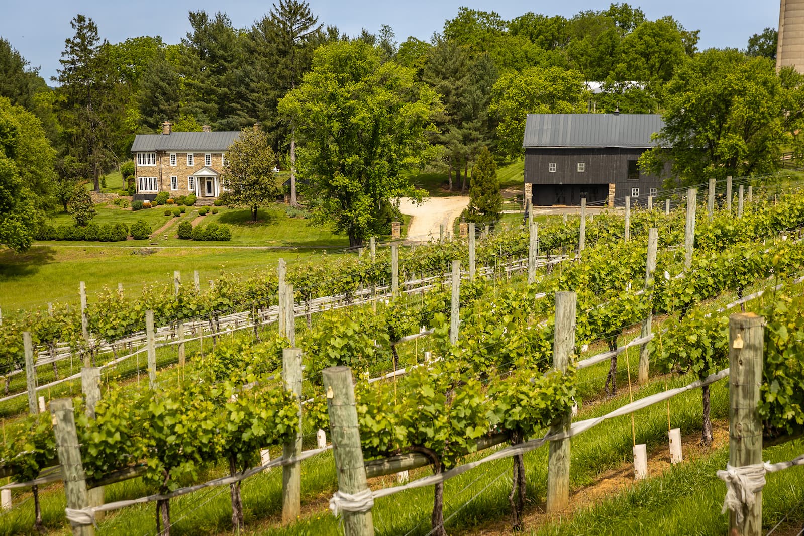Otium wine