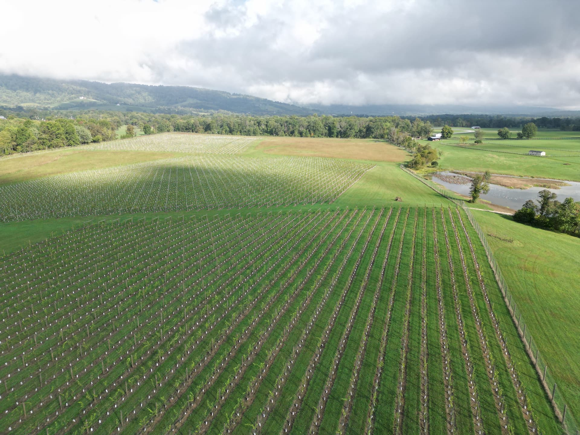 Bluemont vineyard block — Tranquility Farm & Winery