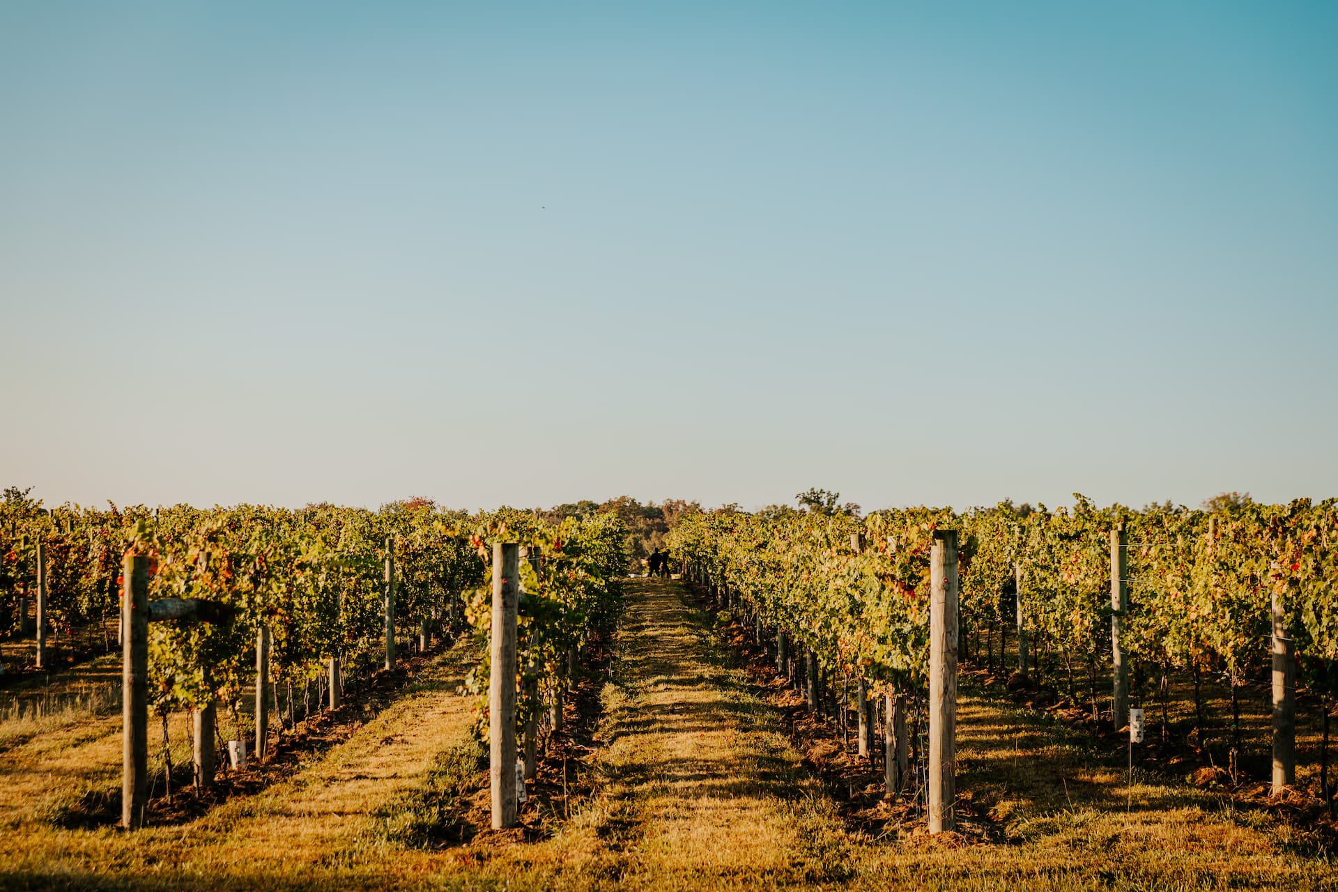 Harvest 2025 — Tranquility Farm & Winery